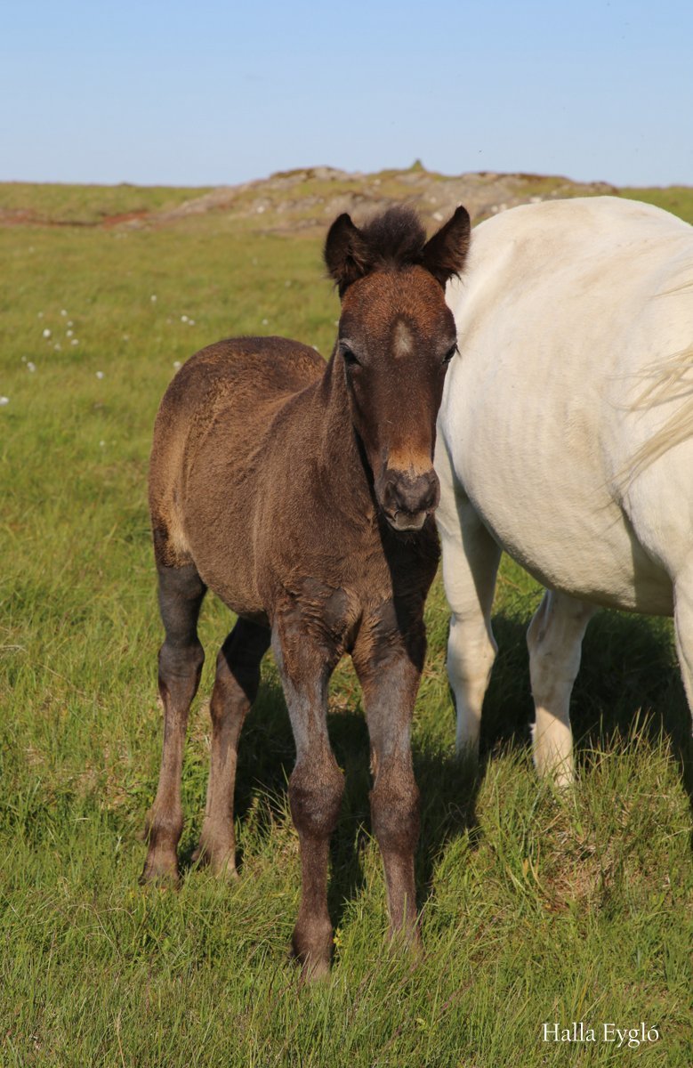 Örmerkingar – munið skil fyrir 1. mars