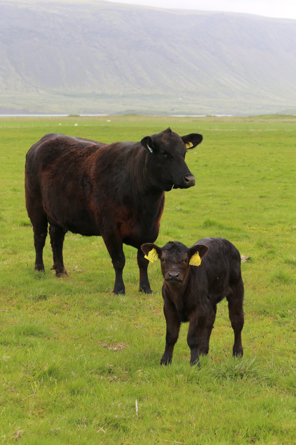 Afkoma nautakjötsframleiðenda 2019-2022