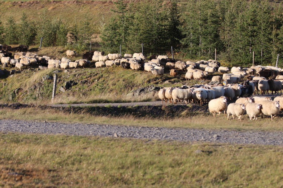Afkvæmarannsóknir í sauðfjárrækt 2018