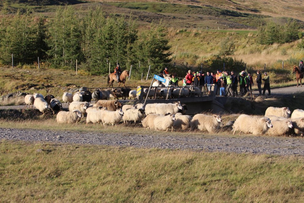 „Sumri hallar, hausta fer“