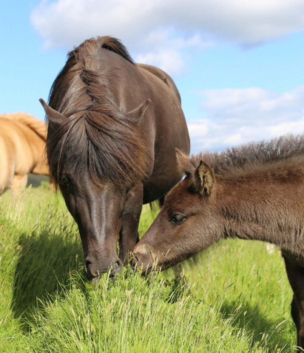 Skýrsluhald - heimarétt WorldFengs