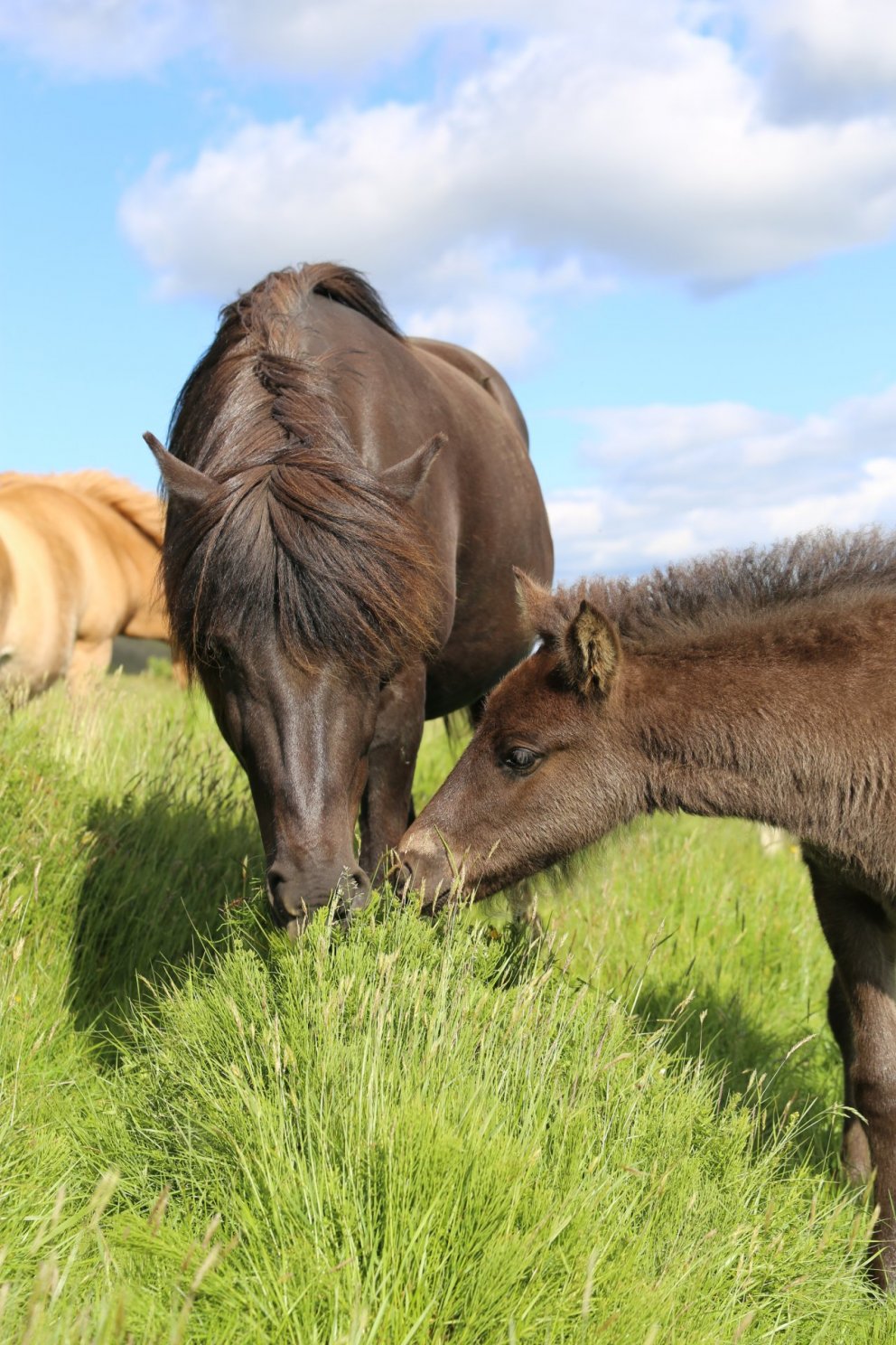 Skráning á stóðhestaskýrslum og fangvottorðum