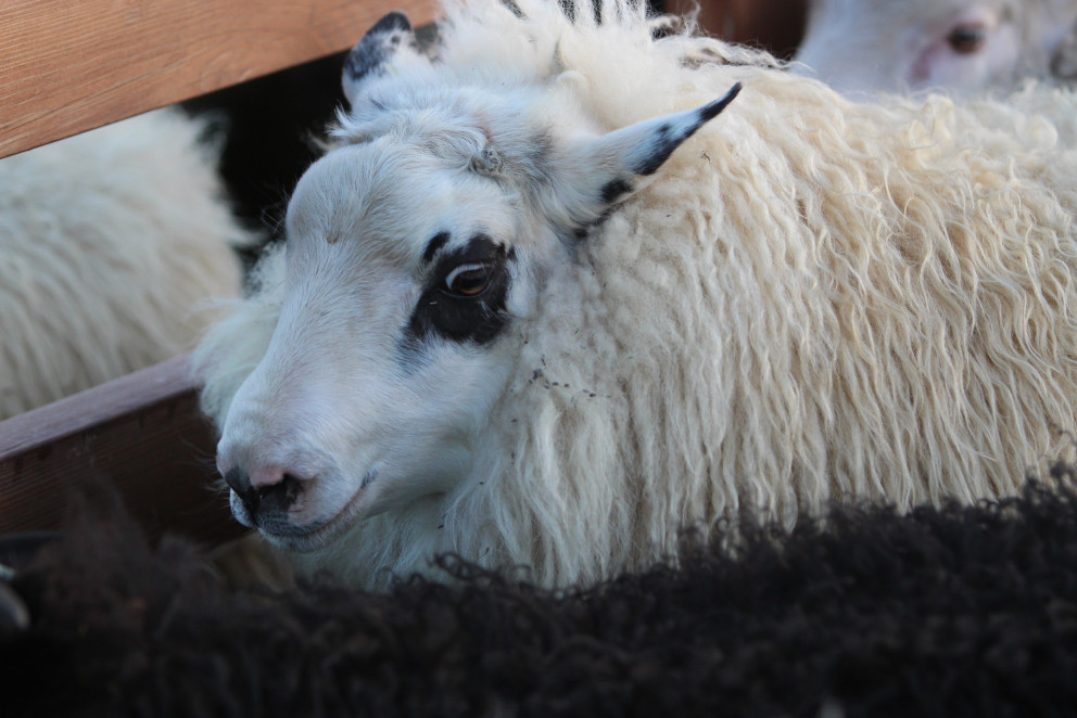 Hrútafundi í Skagafirði frestað fram á sunnudag