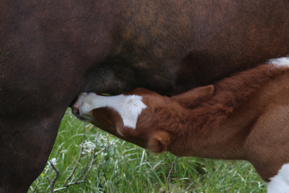 Yfirlitssýning á Selfossi 25. ágúst