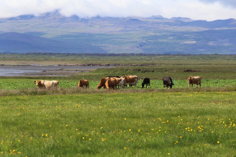 Nokkur orð um kúaskoðanir