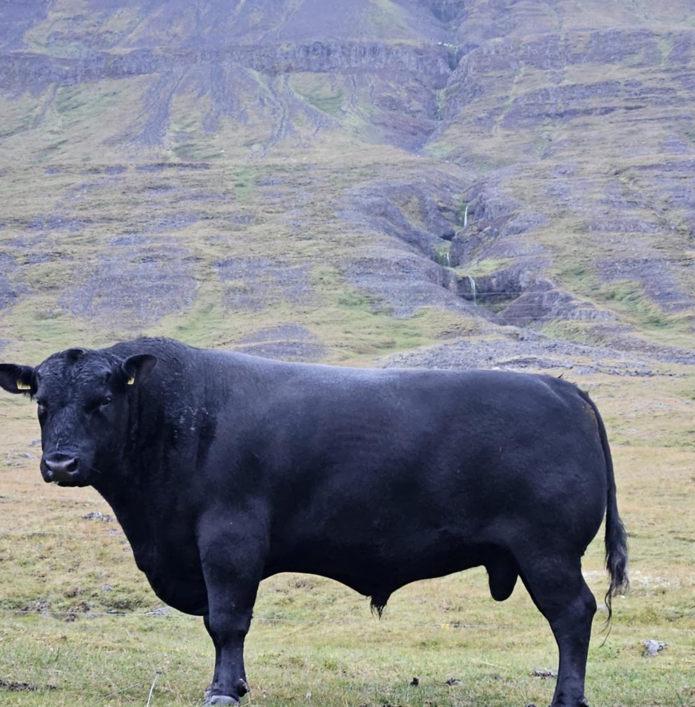 Nautið Janssen í eigu Rúnars Þórs Ragnarssonar sem rekur bú með holdanaut á Steinsstöðum og Efstalan…