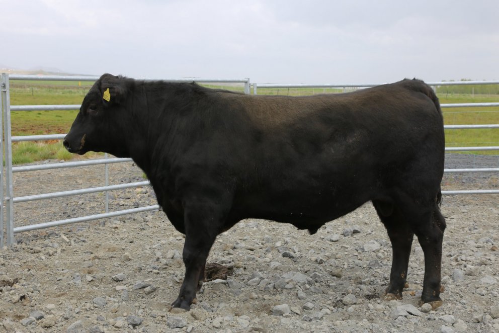 Jóakim 21403. Mynd: Halla Eygló Sveinsdóttir