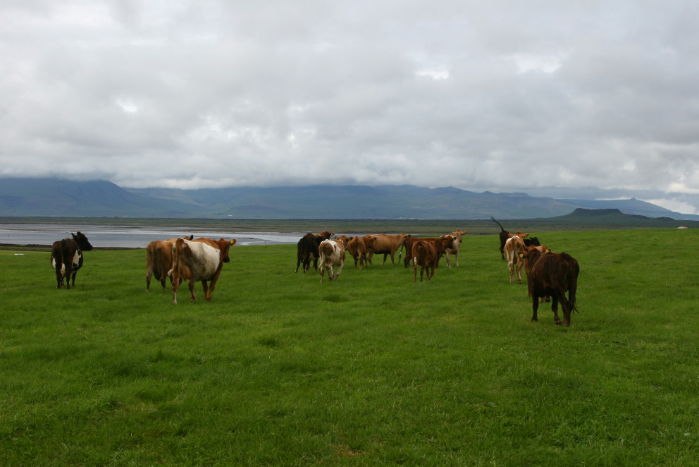 Upplýsingar um fjölda lifandi nautgripa