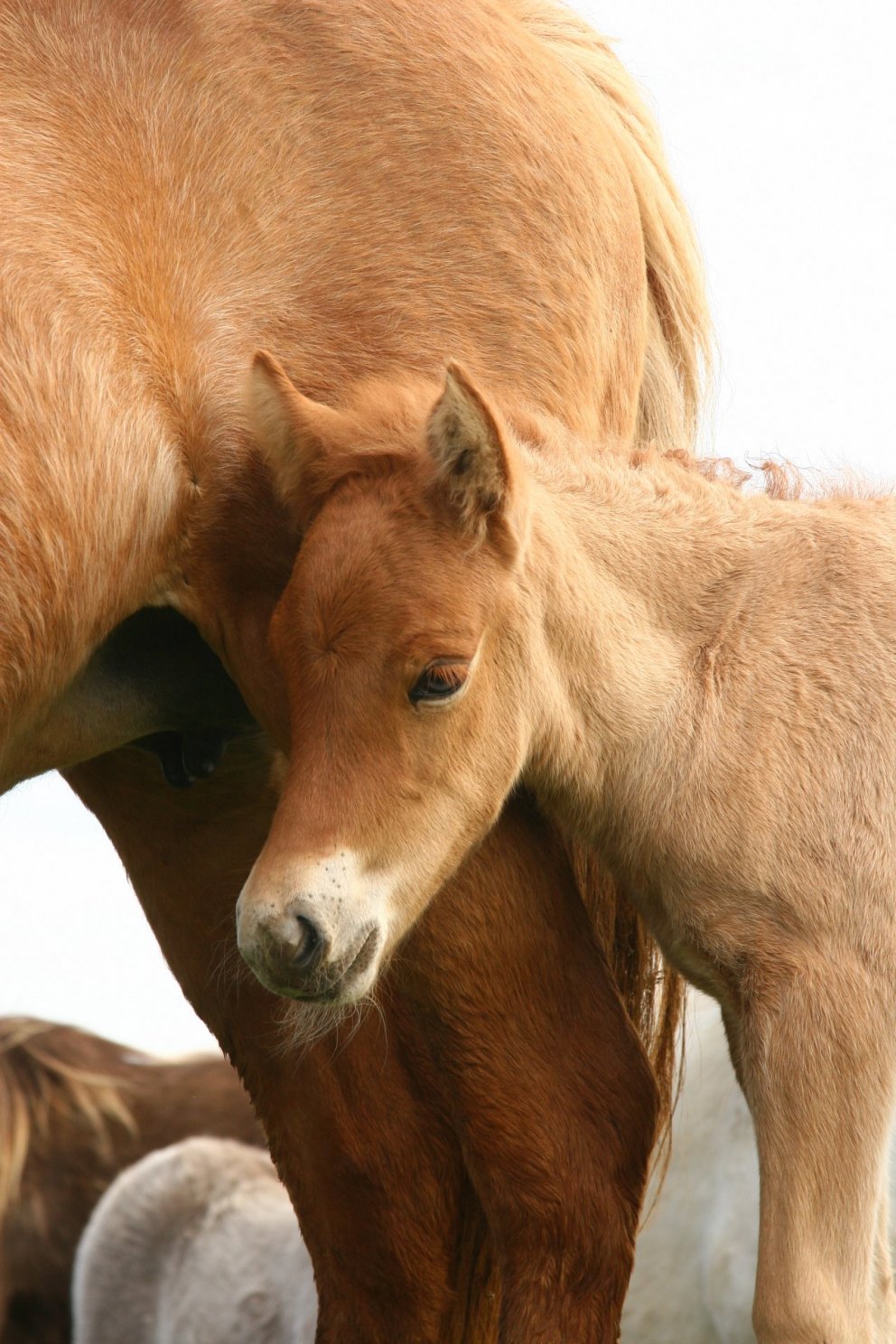 Skráningarfrestur framlengdur til miðnættis í kvöld