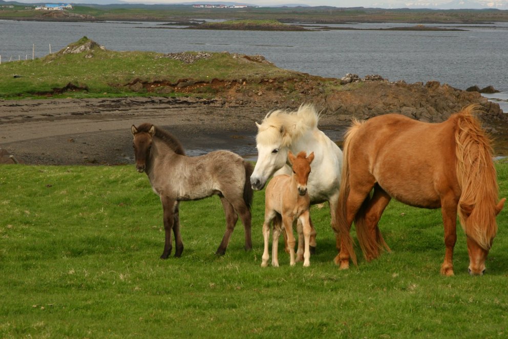 Hollaröð fyrir Sörlastaði og Gaddstaðaflatir