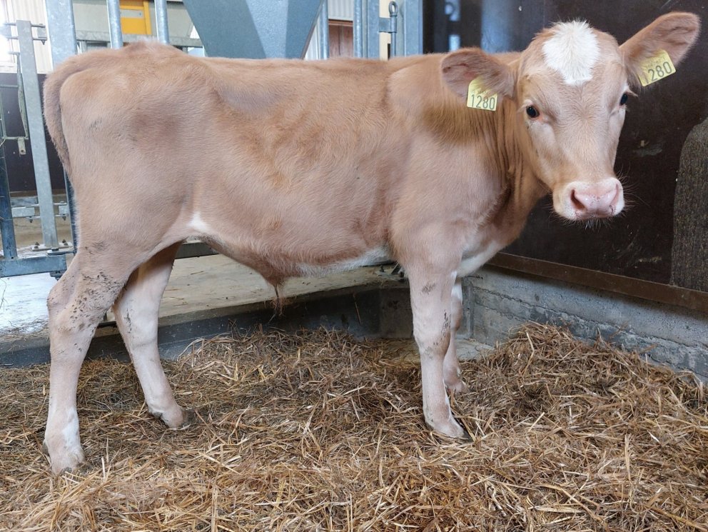 Kalsi frá Hrepphólum, sonur Mikka 15043 frá Hóli í Svarfaðardal og kú nr. 1168 í Hrepphólum, dóttur …