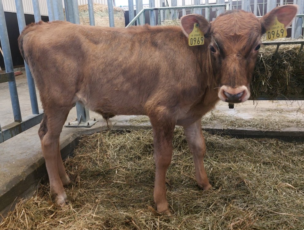 Kandís frá Stóra-Dunhaga í Hörgárdal, undan Þrym 22027 og Andý 1488. Mynd: Nautastöðin Hesti.