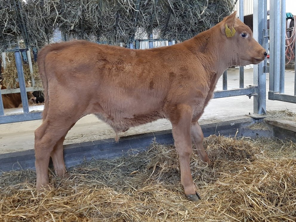 Keilir frá Brúnastöðum í Flóa, undan Hálfmána 13022 og Kylfu 1061.