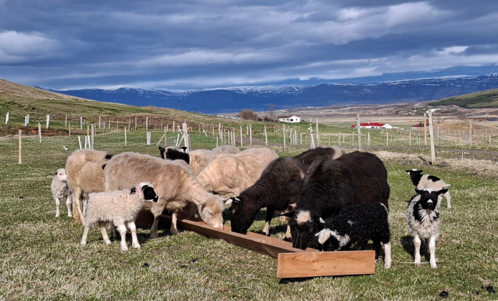 Þokugensgreiningar og forskráning