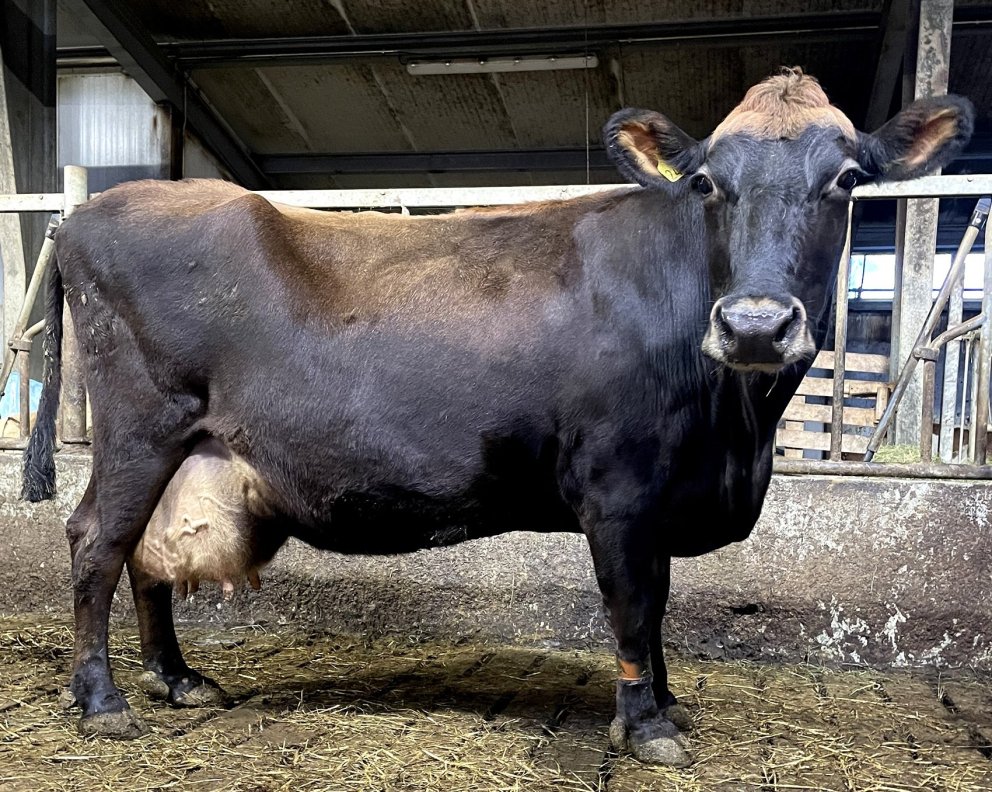 Kýrin Klauf 2487 í Lambhaga á Rangárvöllum. Mynd: Hafdís Laufey Ómarsdóttir/Bændablaðið.