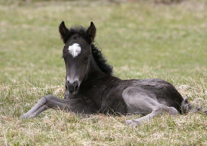Hollaröð á yfirliti á Sörlastöðum 11.júní