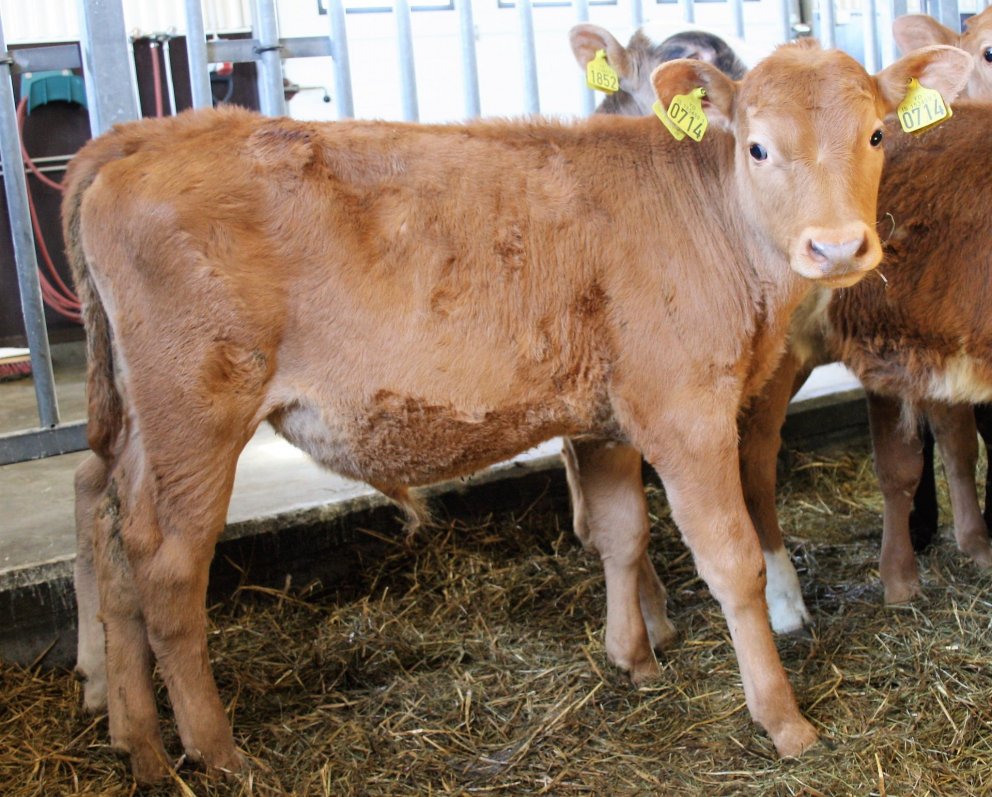 Kopar 17014 frá Stóru-Tjörnum í Þingeyjarsveit