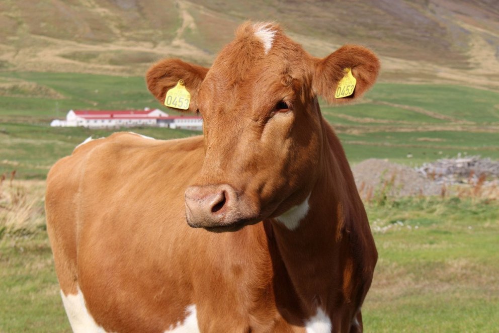 Bændum í nautgriparækt boðin þátttaka í Loftslagsvænum landbúnaði