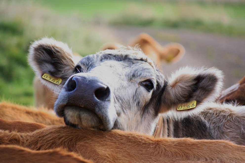 Fóðurkostnaður kúabúa: Greining og leiðir til hagræðingar