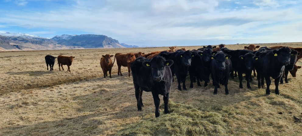 Umræðufundir fyrir nautakjötsframleiðendur