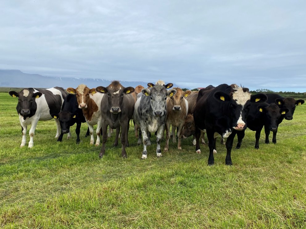 Kvígur á Laxamýri síðsumars. 
           Mynd: Atli Vigfússon.