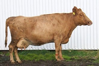 Breytingar á nautsmæðraskrá og skrá yfir efnilegar kvígur