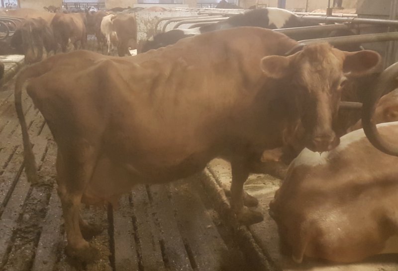 Bleik 995 í fjósinu á Gautsstöðum þann 11. jan. 2023. Mynd: Pétur Friðriksson