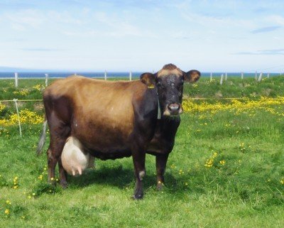 Braut 112 á Tjörn, f. Stígur 97010.