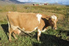 Jana 432 á Ölkeldu 2, f. Stígur 97010