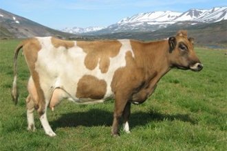 Þróun skyldleikaræktar í íslenska kúastofninum