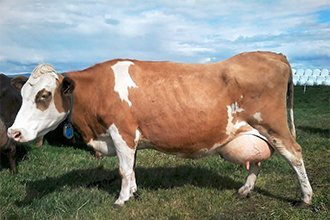 Skuld 1539 á Hvanneyri