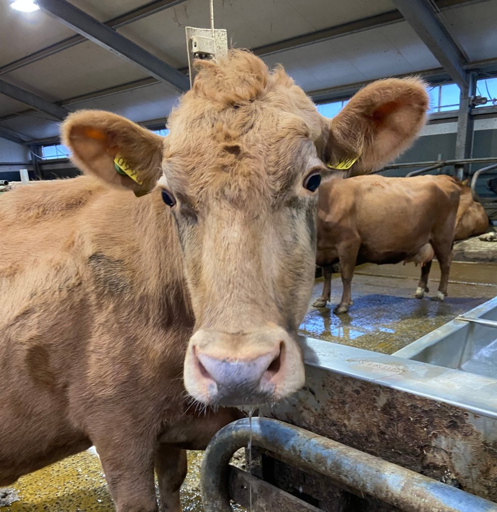 Stjarna 996. Mynd: Finnur Pétursson.