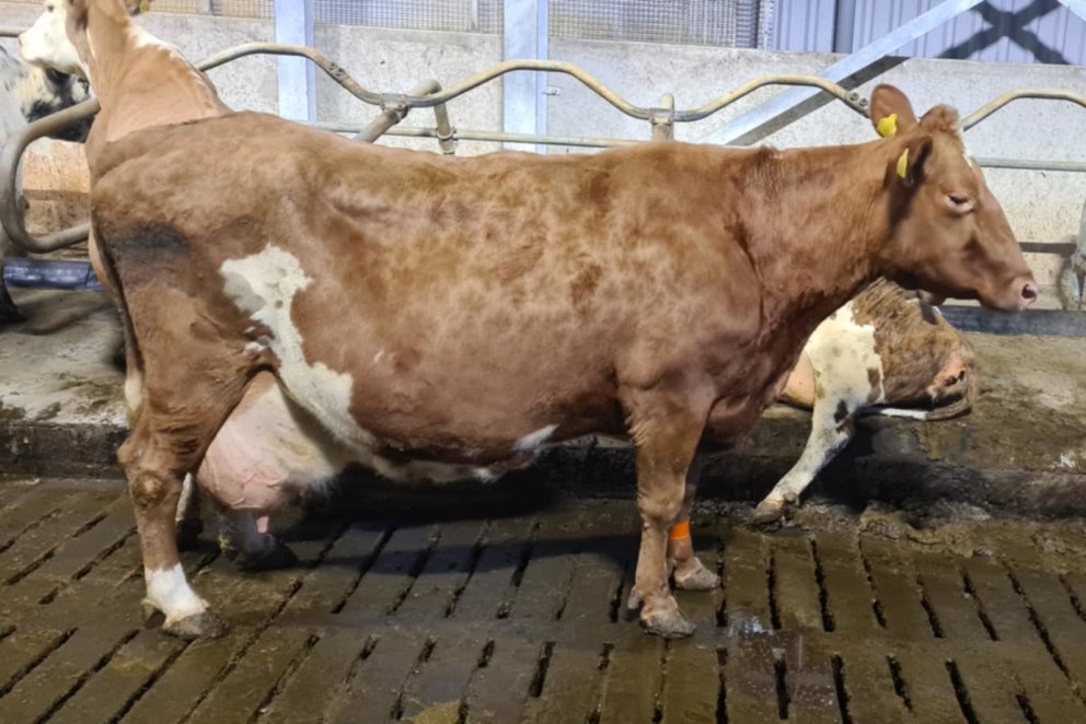 Vænting 1271 í fjósinu í Gunnbjarnarholti í desember 2025. Mynd: Berglind Bjarnadóttir.