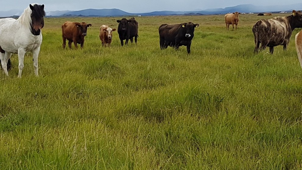 Síðustu fyrirlestrarnir í netfyrirlestraröð LOGN verkefnisins og upptökur á netinu