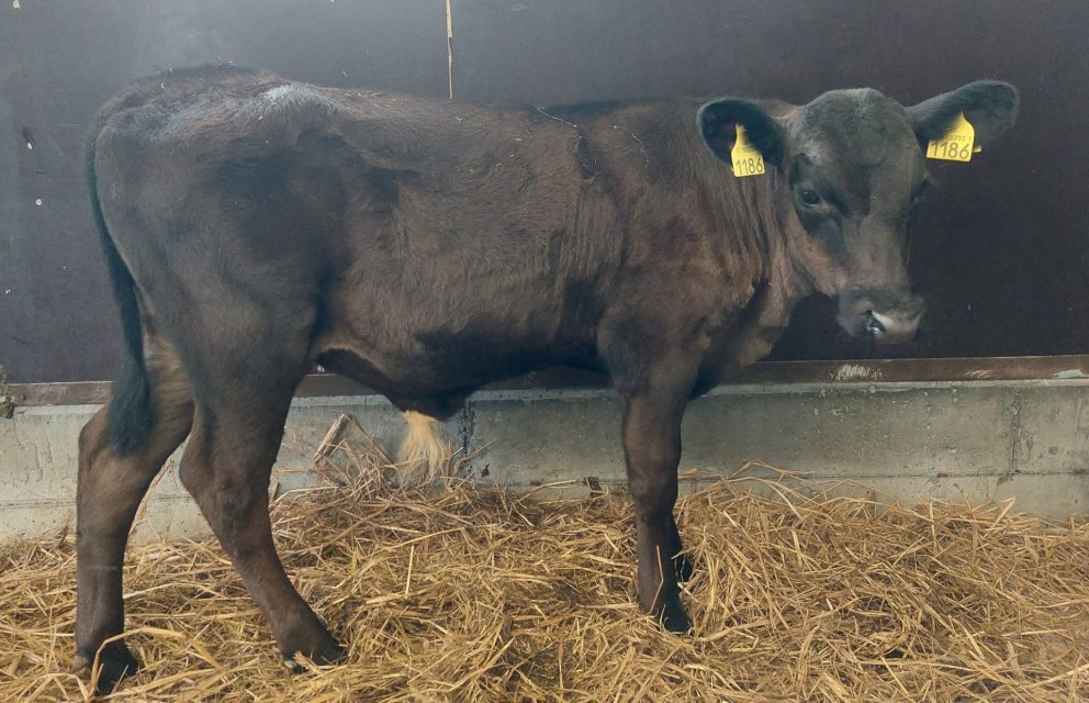 Leo frá Smjördölum í Flóa, sonur Ægis 22010 og Vigdísar 9113. Mynd frá Nautastöðinni á Hesti.