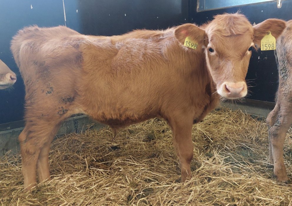 Lexus frá Hvammi á Galmaströnd, undan Magna 20002 og Gleði 1350. Mynd frá Nautastöðinni á Hesti.