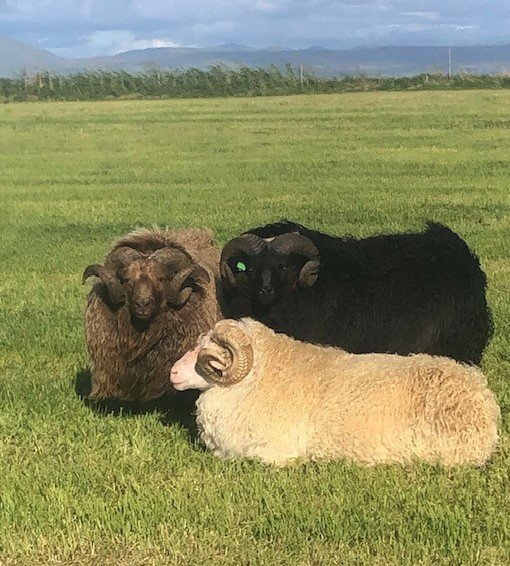 Litaglaðir félagar