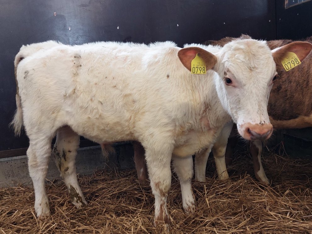 Ljómi frá Hnjúki í Vatnsdal, sonur Risa 15014 og Ljómu 558.