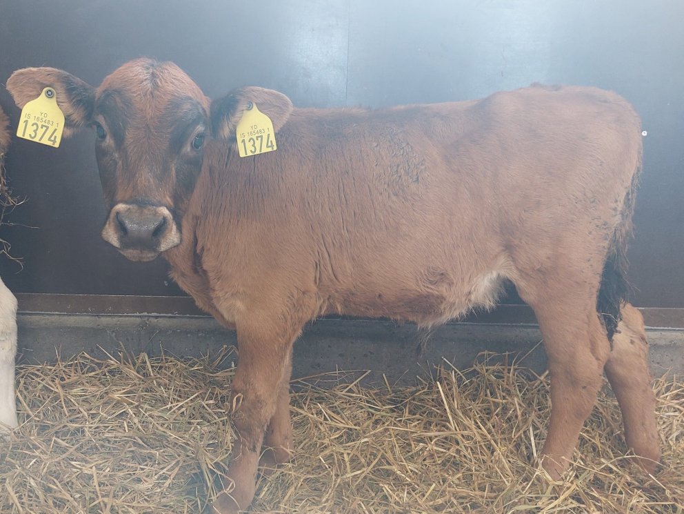 Lómur frá Gerðum í Flóa, sonur Knattar 16006 og Lóu 1110.