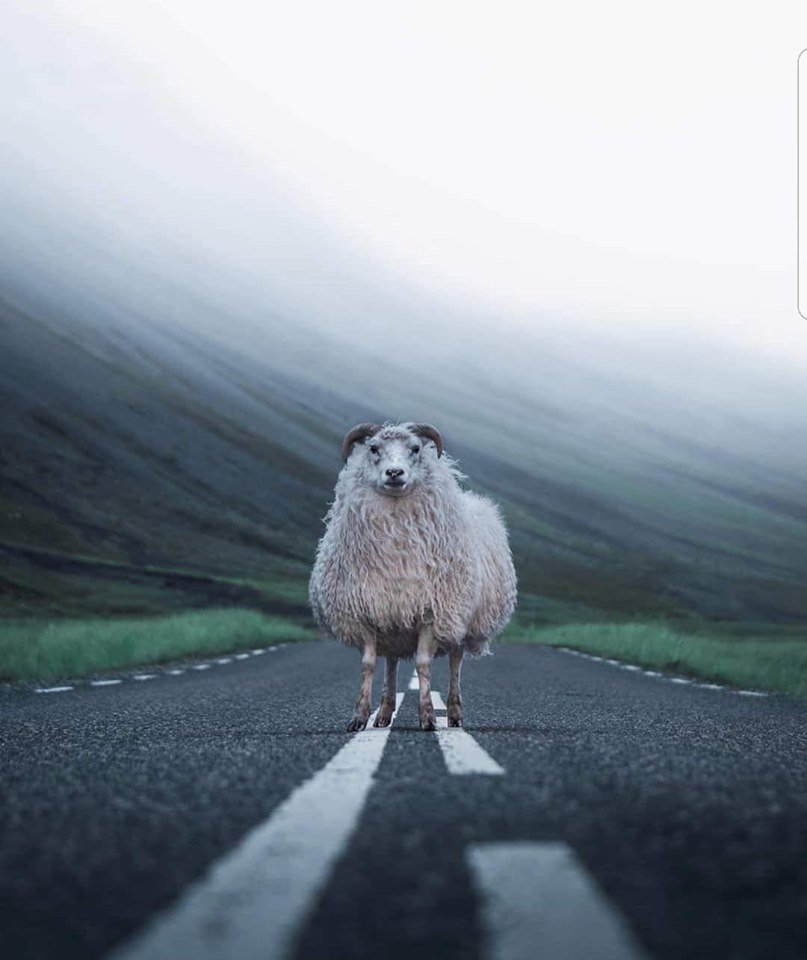 The lonely sheep/Lukas Hardieck