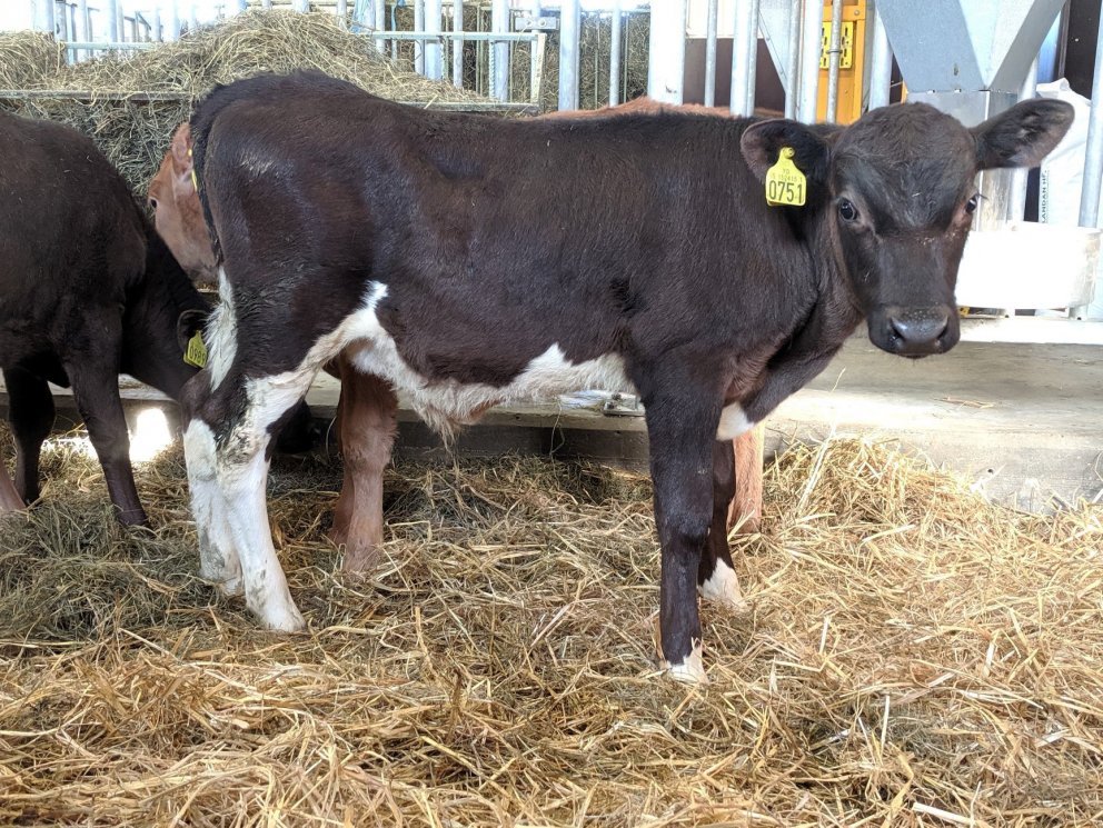 Lottó frá Stóra-Dunhaga í Hörgársveit, undan Stera 13057 og Lukku 628.