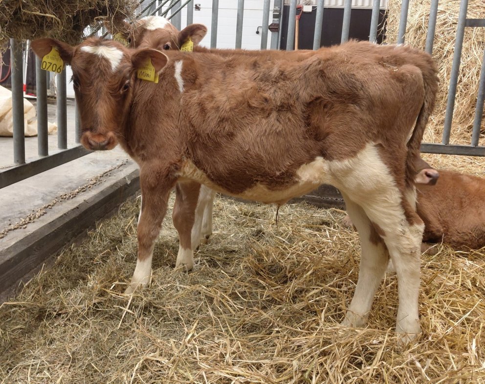 Máni frá Breiðumýri 1 í Reykjadal, sonur Mánadísar 629 og Madda 23022. Mynd frá Nautastöðinni á Hest&hellip;