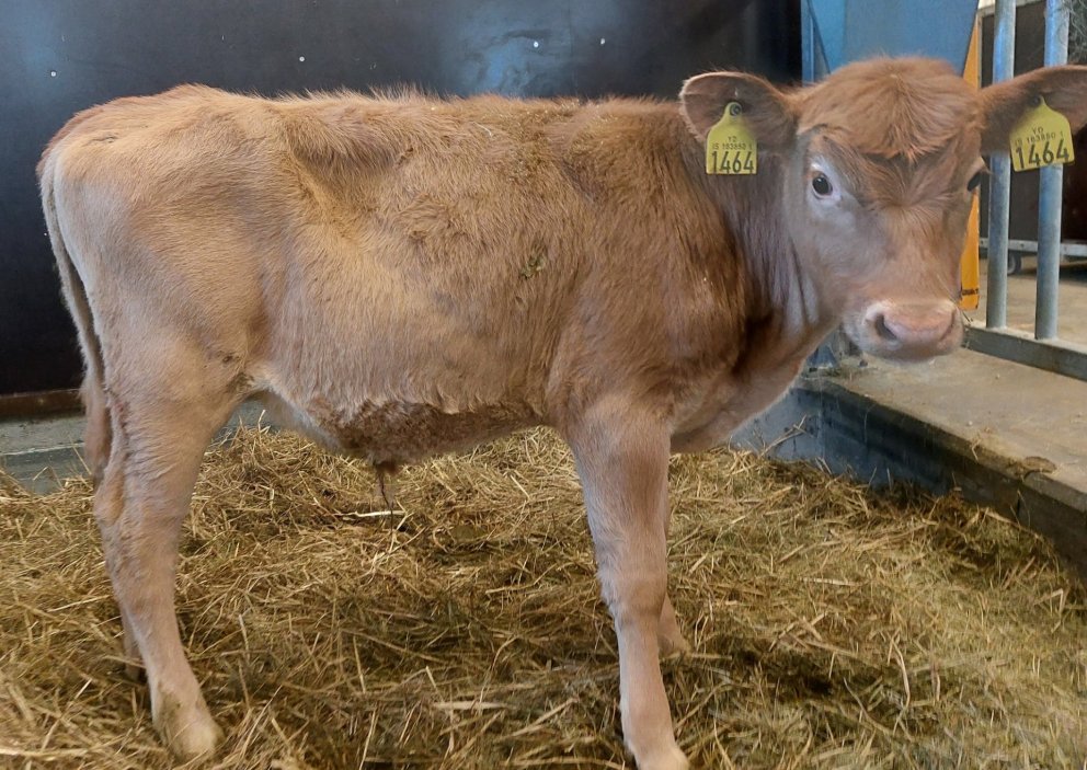 Markaður frá Búðarhóli í Landeyjum, undan Kvóta 19042 og Huldu 1186.