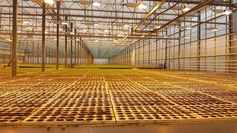 Skráning á ræktun í gróðurhúsum