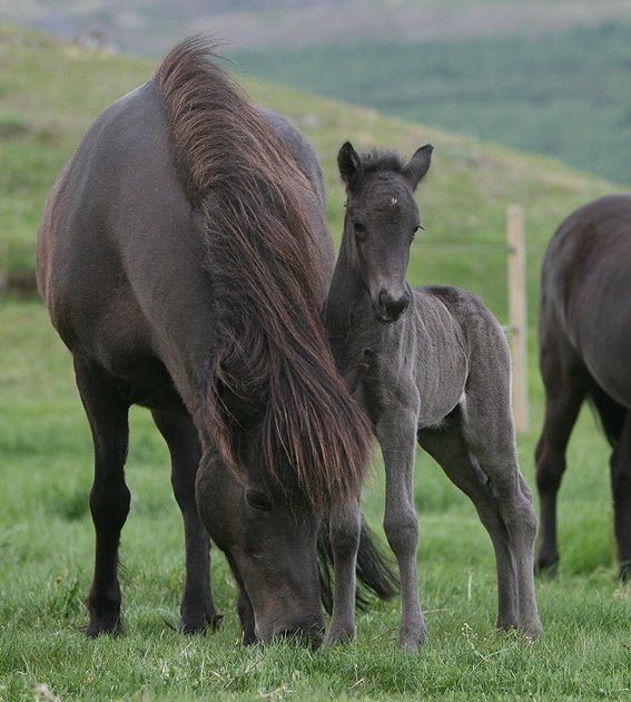 Skráningar á miðsumarssýningar