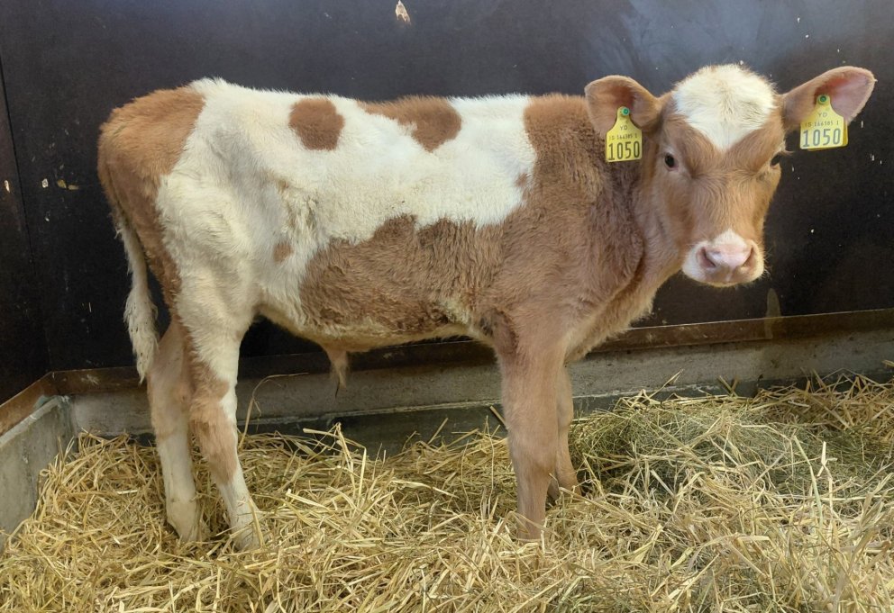 Múli frá Súluholti í Flóa, sonur Seims 23021 og Íru 906. Mynd frá Nautastöðinni á Hesti.