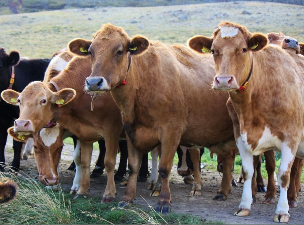 Auglýst eftir þátttakendum í rekstrarverkefni kúabænda