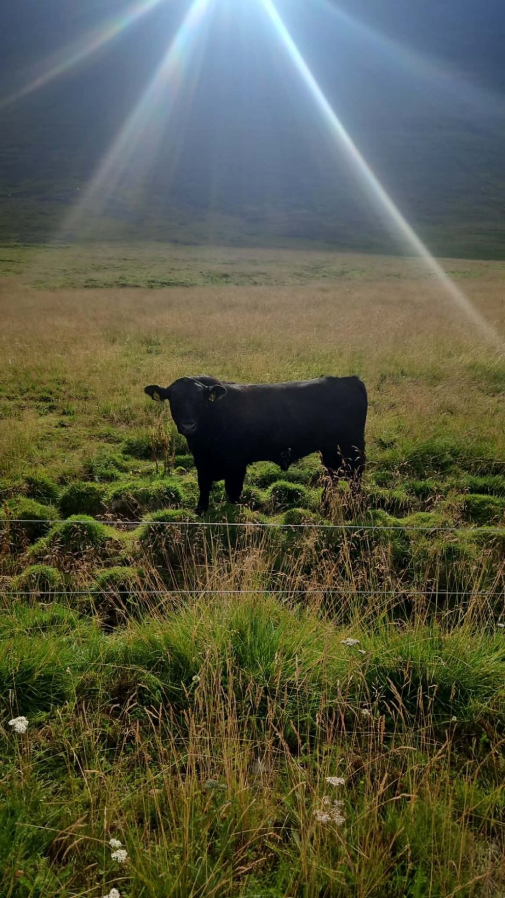 Höfundur myndar: Rúnar Þór Ragnarsson, Steinsstöðum og Efstalandi.