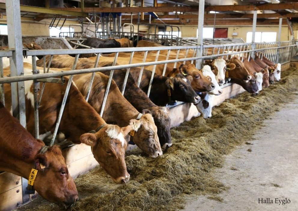 NorFor og fóðuráætlanagerð á Íslandi