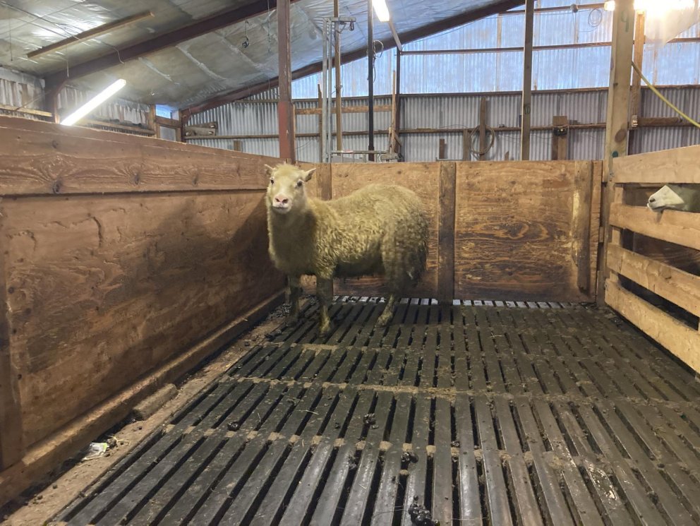 Ný uppspretta fundin af ARR genasamsætunni